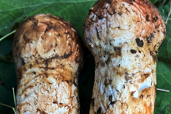 松茸對皮膚好嗎，松茸含有哪些活性成分